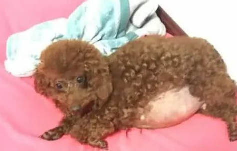 泰迪狗可以吃火龍果么
