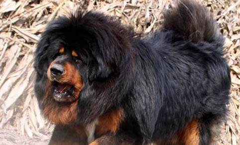 哪里有藏獒幼犬出售