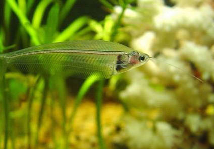 玻璃拉拉魚(yú)如何繁殖