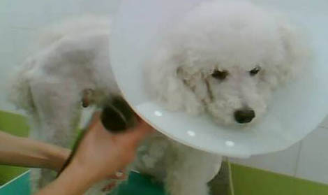 為什么狗狗腳臭