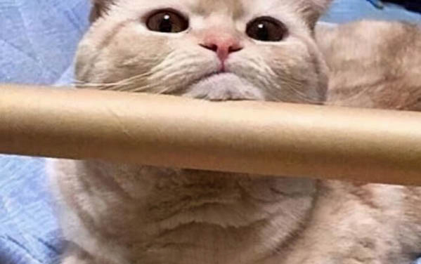 剛出生的小貓可以喝豆漿嗎
