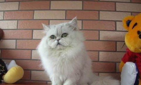 襤褸貓?zhí)萘耸鞘裁丛? /></div></div>
			</article>			
        </div>
		<aside class=
