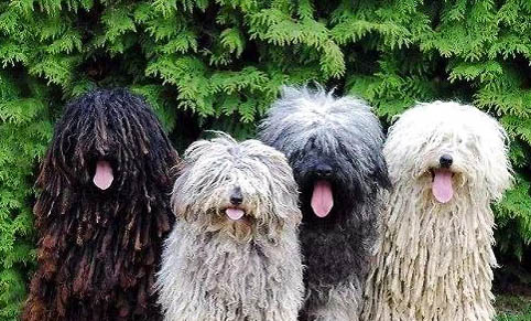 可蒙犬為什么不愛吃東西？處理方法和注意事項