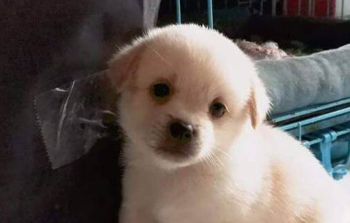 狗可卡價格多少錢