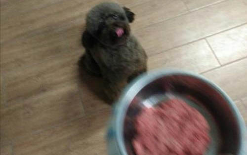 泰迪狗毛打結怎么處理
