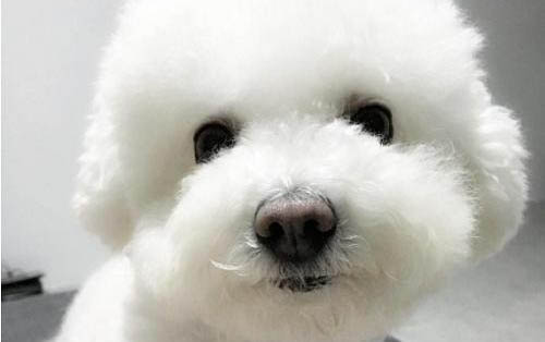 怎么訓練狗狗??？