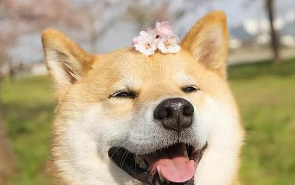 狗狗有口臭怎么解決