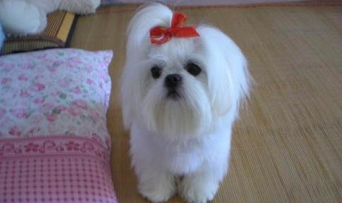 西施犬需要訓練什么