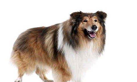 牧羊犬價格多少錢一只