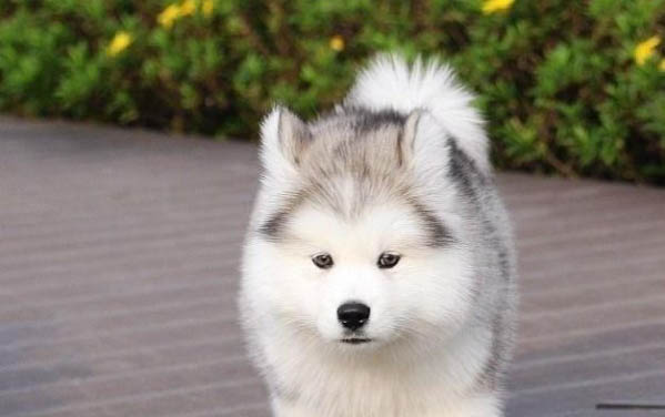 阿拉斯加犬舍哪家好