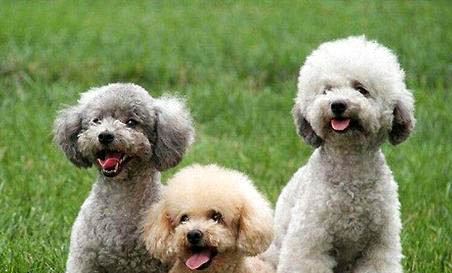 泰迪犬的飼養(yǎng)要點有哪些