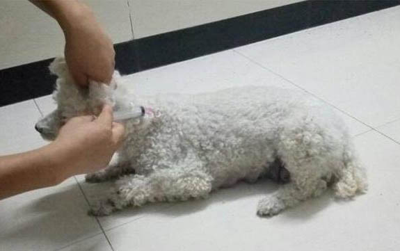 泰迪狗狗多久后可以打育苗
