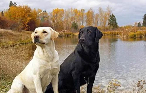 拉布拉多犬適合小孩養嗎