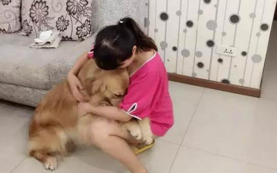 金毛嘔吐怎么回事及金毛嘔吐如何處理？