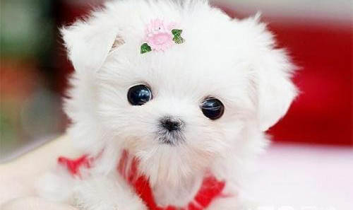 幼犬得了犬瘟13天,還能活多久