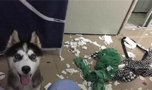 為什么狗狗懷孕后不能吃雞骨頭