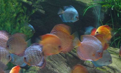 天子藍七彩神仙魚怎么養