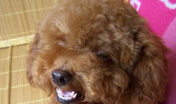 討厭狗喜歡貓的人性格