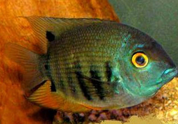 養(yǎng)魚用什么水好
