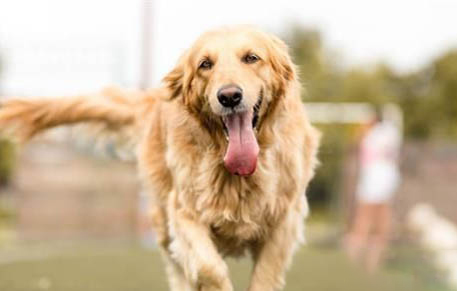 純種金毛犬大概多少錢一只