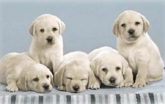 拉布拉多犬舍哪個(gè)正規(guī)