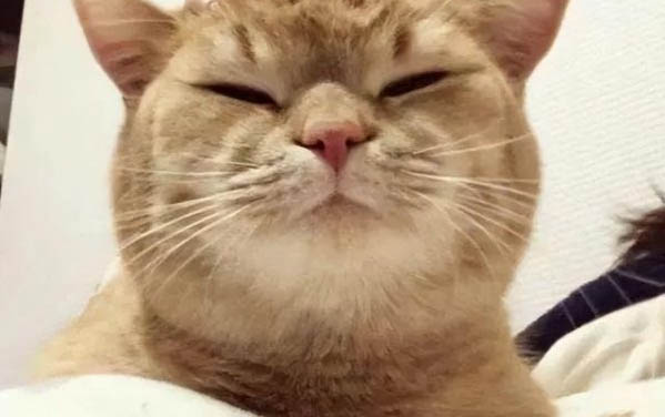 貓咪吐綠水是貓瘟