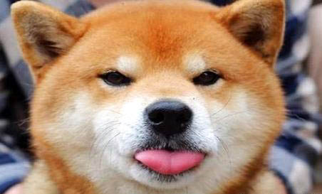 柴犬為什么不適合家養