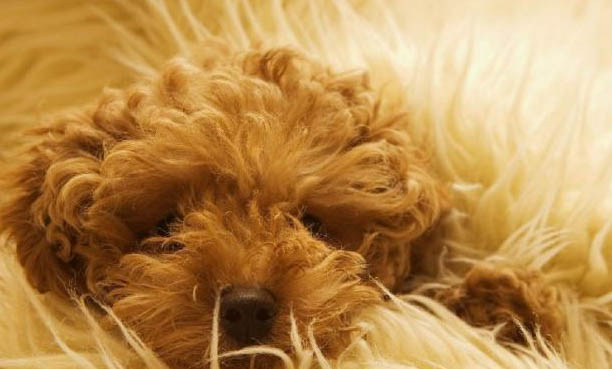 狗狗肚子里面有蟲的癥狀有哪些
