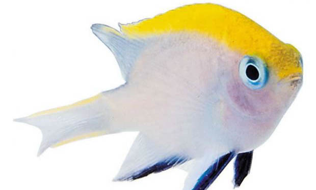 初冬野釣鯽魚釣深水還是淺水
