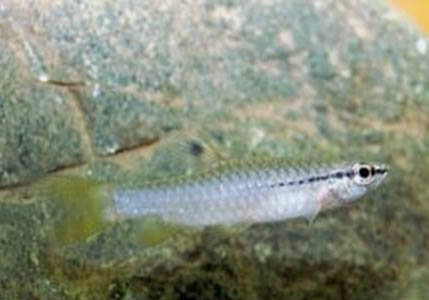 用黑坑釣鯽魚如何調漂最好用