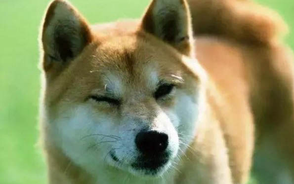 廈門什么地方買柴犬