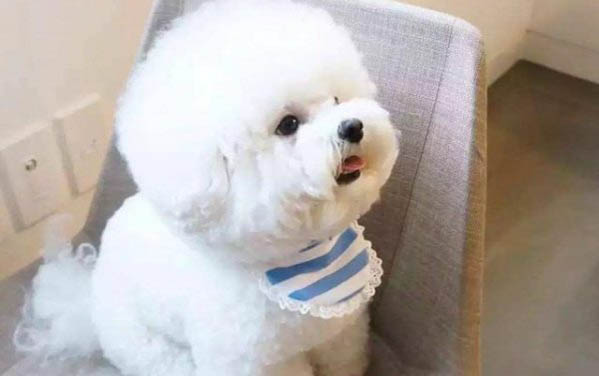 狗狗突然吐了吃的東西