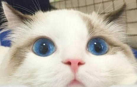 寵物貓價格多少