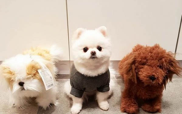 狗狗驅蟲藥需要空腹吃嗎