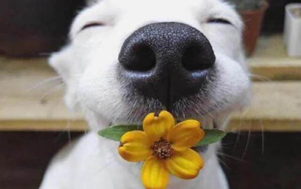 怎么知道犬蛔蟲已除盡