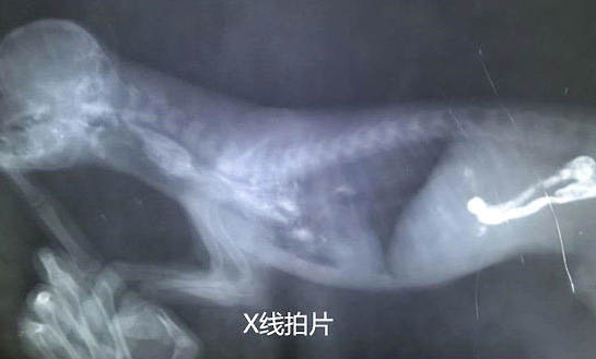 比熊毛多久修剪一次