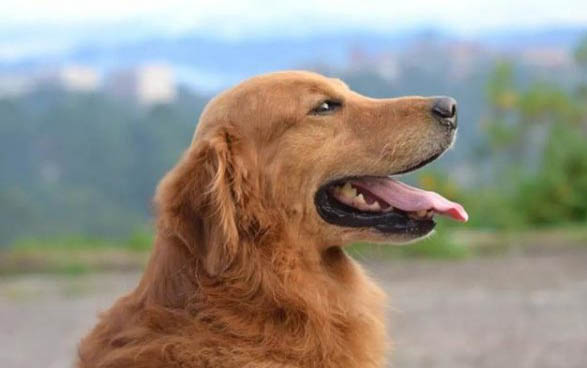 世界名犬都有哪些狗品種啊