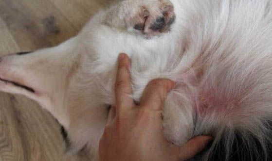 怎么讓比利時(shí)牧羊犬在指定地方上廁所