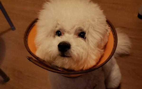 狗狗有哪些東西不能吃