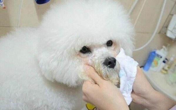 去除狗狗尿騷味的方法有哪些