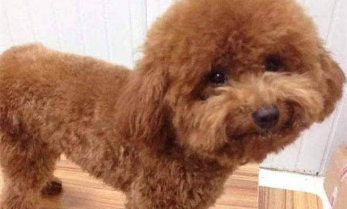 泰迪犬什么顏色最貴?