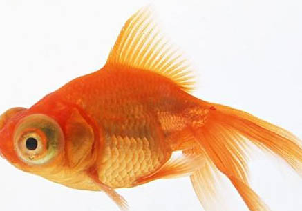 室內養金魚的方法二
