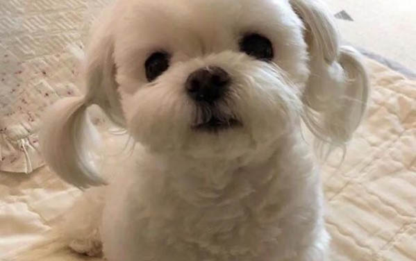母狗生小狗多久生一只