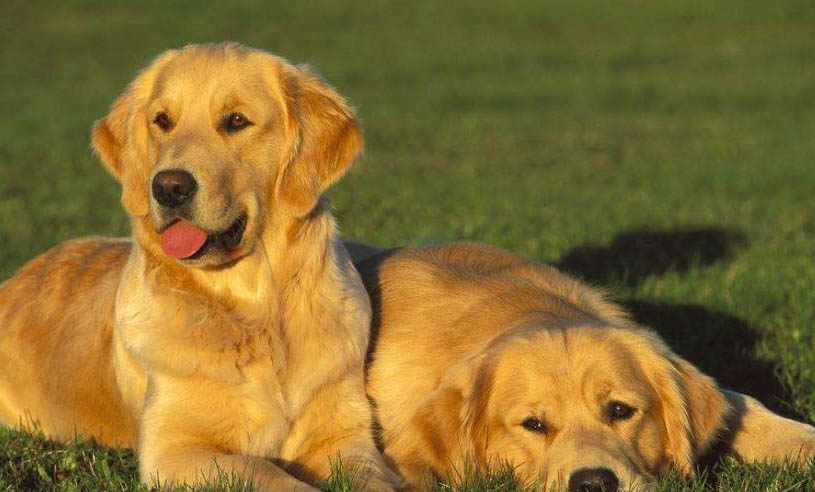 大型犬有哪些