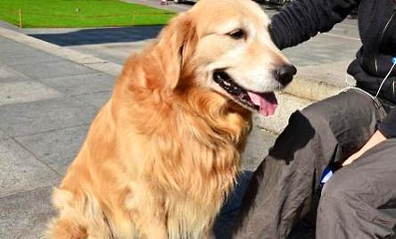 金毛犬價格多少