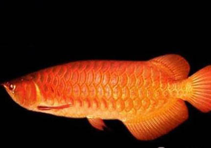 天氣熱了金魚會不會熱死