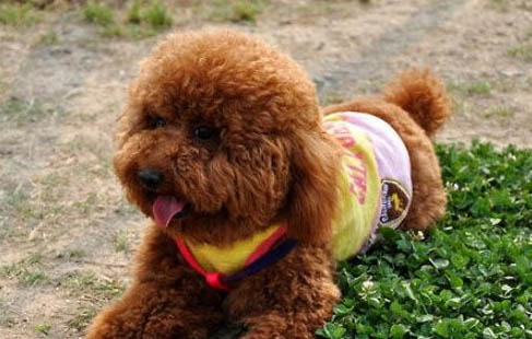 狗狗睡覺抽搐和犬瘟抽搐的區別