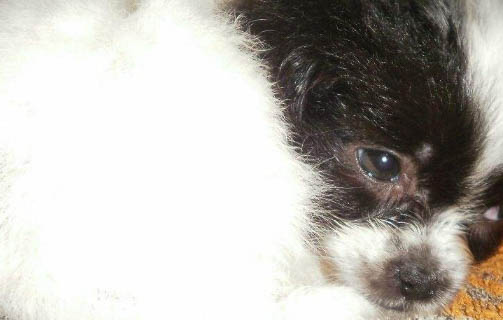 棉花面紗犬哪里有賣