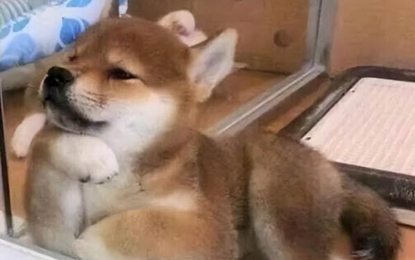 狗狗為什么得了細小病毒呢