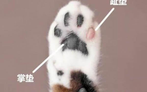 狗狗細(xì)小病毒性腸炎治療方法